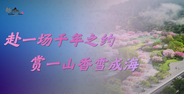 “宋梅有约，幸运编码”临平超山梅花季打造新春文旅盛宴