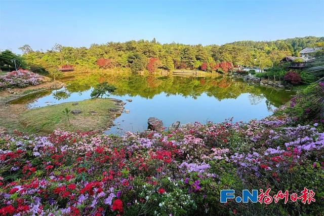花期持续到五一！福州这里万株杜鹃盛放！