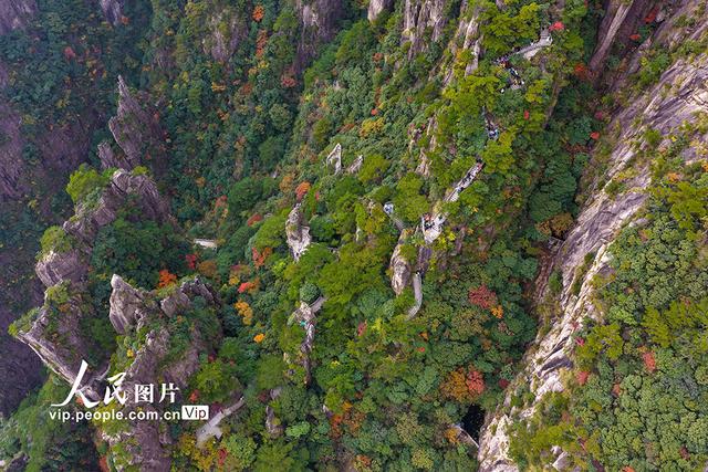 安徽黄山：峰林尽染秋意浓