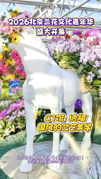 太美了！北京室内花海绽放，“兰”不住的冬日浪漫