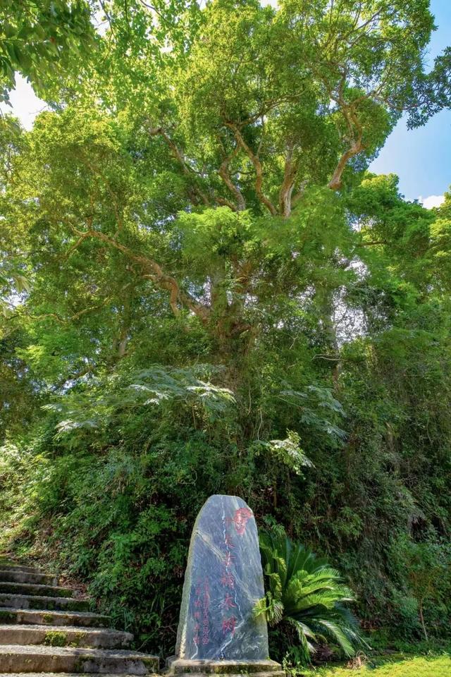 【遂川乡村游】“不去衙前看猛楠，游遍遂川也枉然”附新江古树秘境