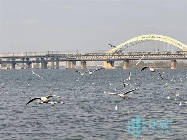 群鸥竞舞松花江 秋日暖阳绘美景