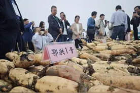 甜了舌尖 兴了产业 湖北洪湖以藕为媒 “莲”通乡村振兴之路图片