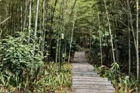 串起车水马龙与老城小巷 今年重庆计划建设30条、198.2公里山城步道图片