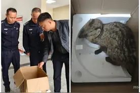 国家一级保护动物！获救！图片