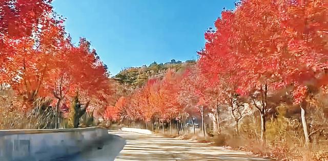 莱芜香山初冬惊现 “逆寒丹枫"  11月底前可邂逅肃秋余韵