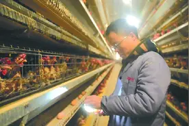 四川南充嘉陵：18万羽蛋鸡住进智能“楼房” 新农人严松涛探索智慧养殖模式图片