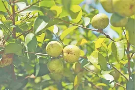 香飘千年 造福万家——看广西油茶大市百色如何拓宽绿色富民之路图片