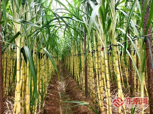 “醉美”九龙沙洲景区 打造农文旅融合典范