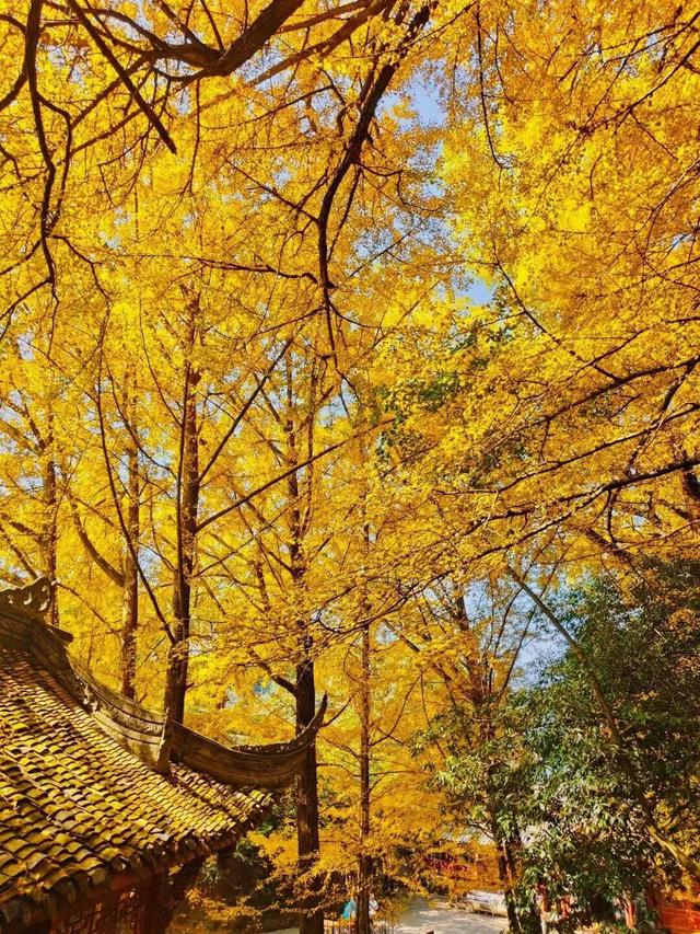 全川“秋假”看名山！这份“亲子游”全攻略，承包你的诗与远方！