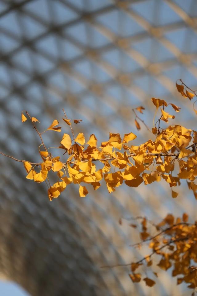 别错过，用Citywalk感受落叶的浪漫→