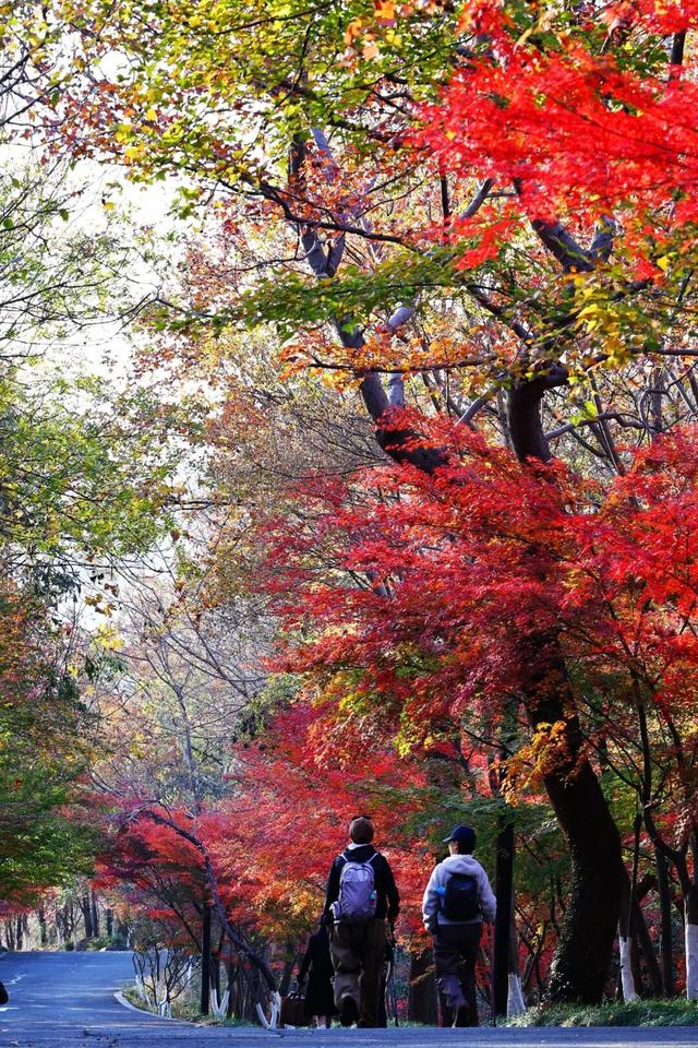 官宣：栖霞山进入最佳观赏期！