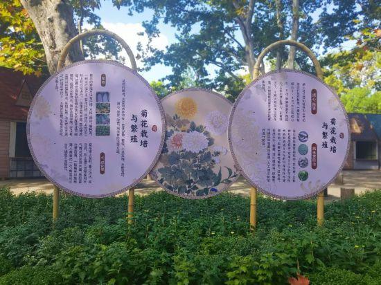 2025上海菊花展在共青森林公园举办 攻略请收好