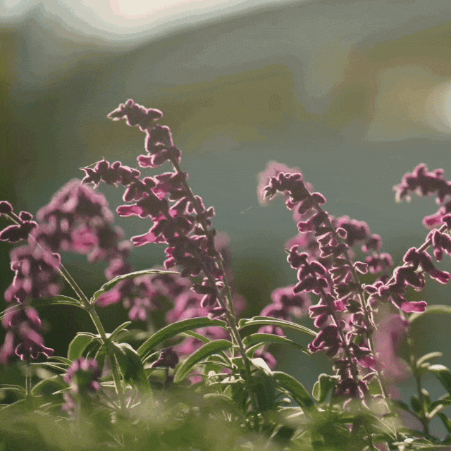 别再等！宝山这里已把秋日色阶拉满