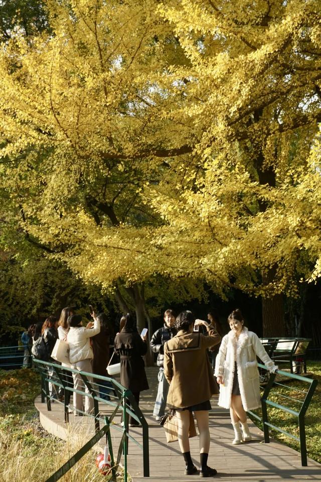 海淀这个免费公园，“藏”着秋天的所有颜色——