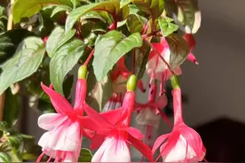 燕都新趣|冬日阳台赏芬芳，有何妙招？图片