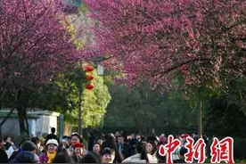 重庆鸿恩寺公园梅花盛开迎春来图片