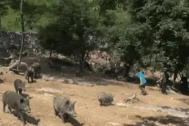 抓到“野猪”可以免费带走？景区“吸睛”项目存隐患图片