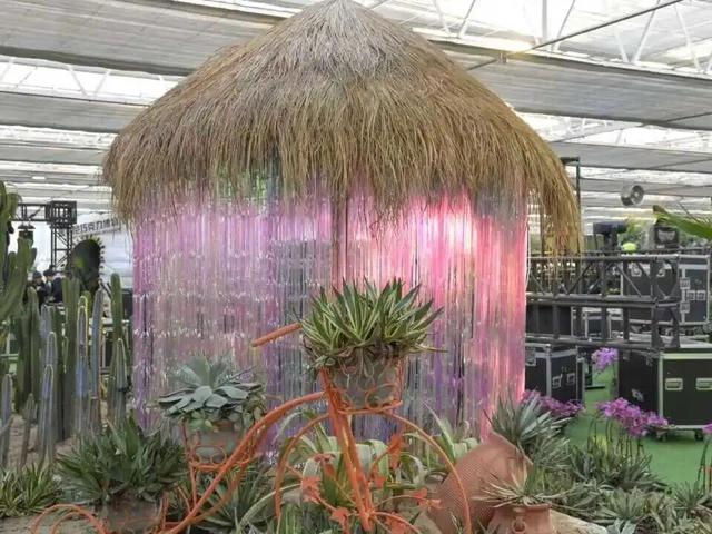 家庭园艺嘉年华｜北京兰花文化嘉年华将于明日启幕