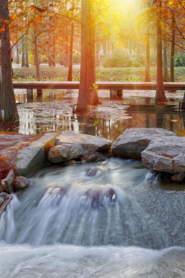 街头大量出现！常州人都已经捡上了