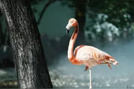 “五一”小长假，石家庄市动物园增添新面孔图片