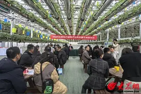 “小草莓”撬动“大产业” 全市草莓产业高质量发展推进会暨城阳地产草莓品鉴推介活动举行图片
