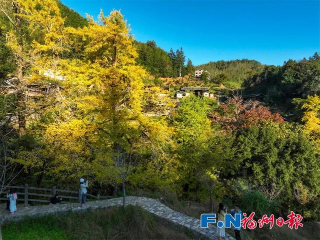 惊艳上线！福州这里变身“黄金村”！还有人靠它悄悄赚钱……