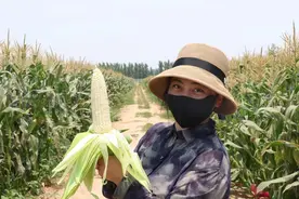 每亩增收千余元！河南鲁山县“90后新农人”的玉米情缘图片