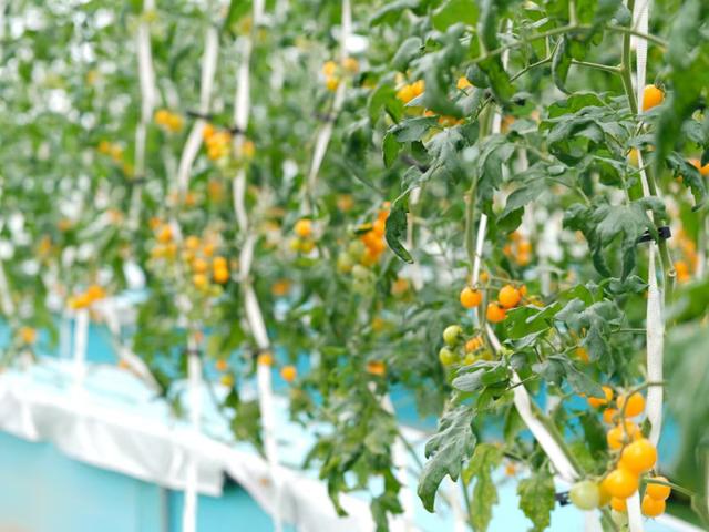 看烟花、观花海、造微缩园林......去柏加镇感受8种趣味玩法