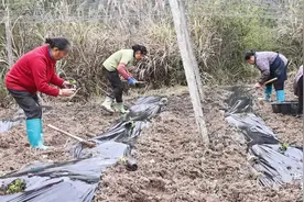 【乡村行 看振兴】独山县黄桥村：百亩新苗栽种忙 秋来田野飘百香图片