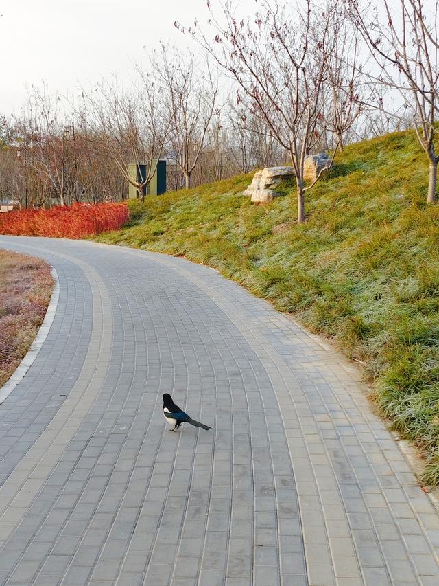 一亩园冬韵：湖漾冰凝冬生趣，花草霜缀笑含春