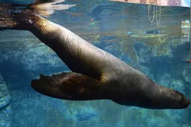 郑州锦艺城海洋馆：暂停营业闭馆整顿，虐待海狮员工已解除劳动合同图片