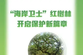 “海岸卫士”红树林开启保护新篇章图片