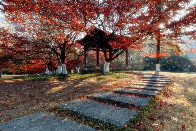 0元追！杭州徒步圈最强“顶流”上新，大片红枫爆红了