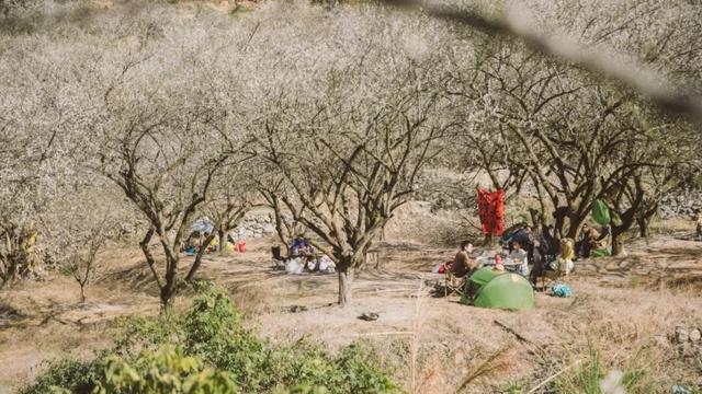 赏梅直奔福州这里，这片“雪海”太惊艳了！