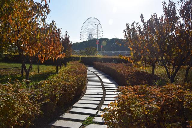 组图丨天马湖秋暖 晴光染岸香