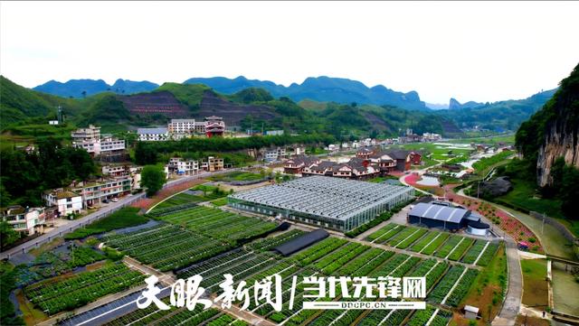 科技赋能“高山精灵”!贵州云上杜鹃让世界看见毕节花卉力量