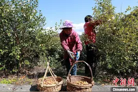 浙江永嘉农产品出口海外 “侨”力量助山区促共富图片