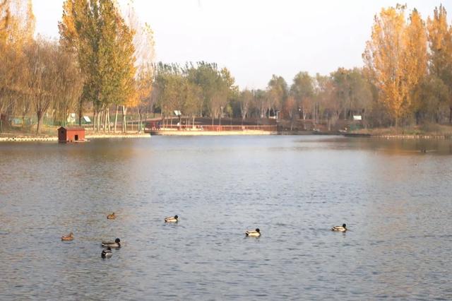 冬已至，秋未远，再赏一波王四营的秋——