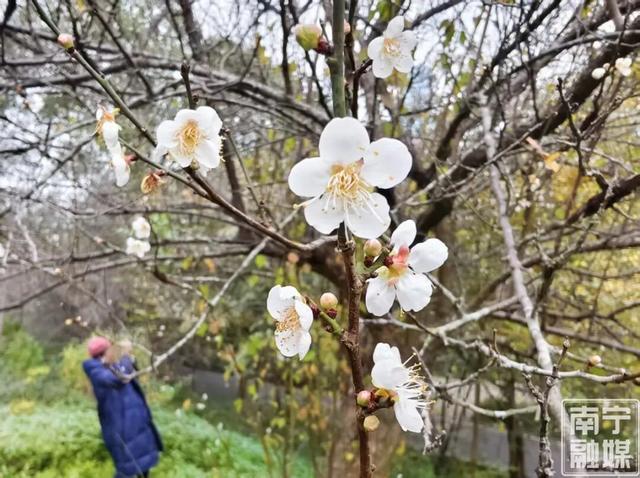 快来赴一场早梅之约！南宁市石门公园第一波青梅悄然绽放