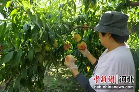 河北定兴：鲜桃高产 农民增收图片
