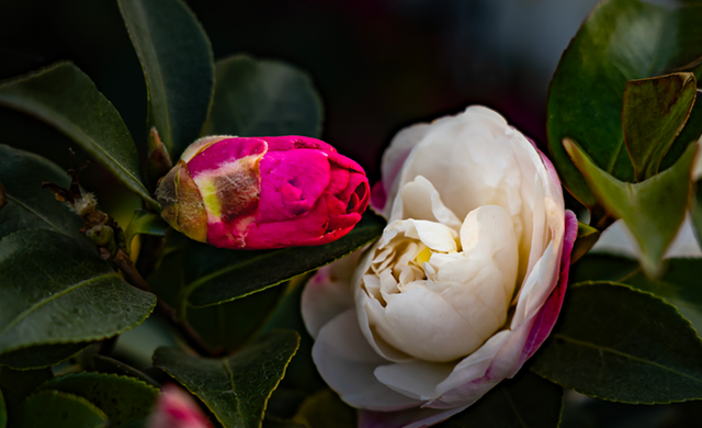图说遂平：山茶花开映暖阳
