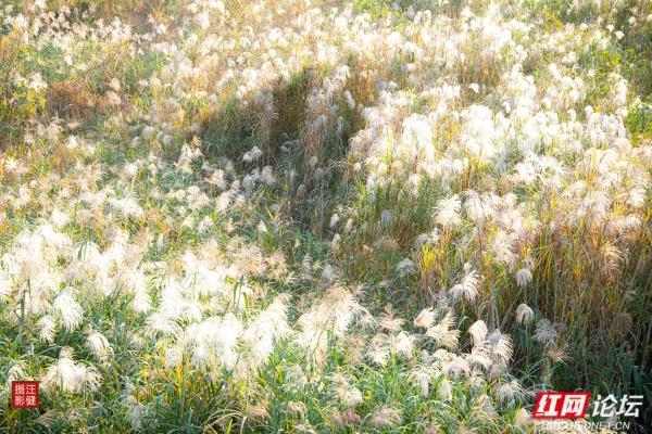 在红穗白苇间，书院洲的秋日仙境已上线