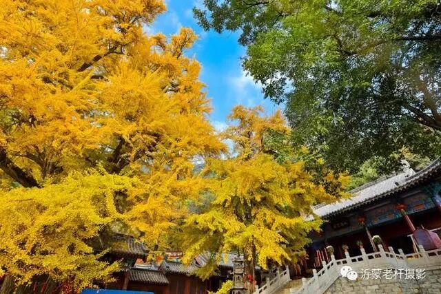 邂逅沂水金秋，一日看尽银杏黄！