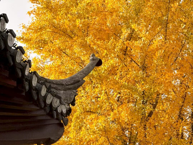 怎么能错过秦淮的秋天呢？