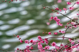 “梅”事，就来诗画江南~图片