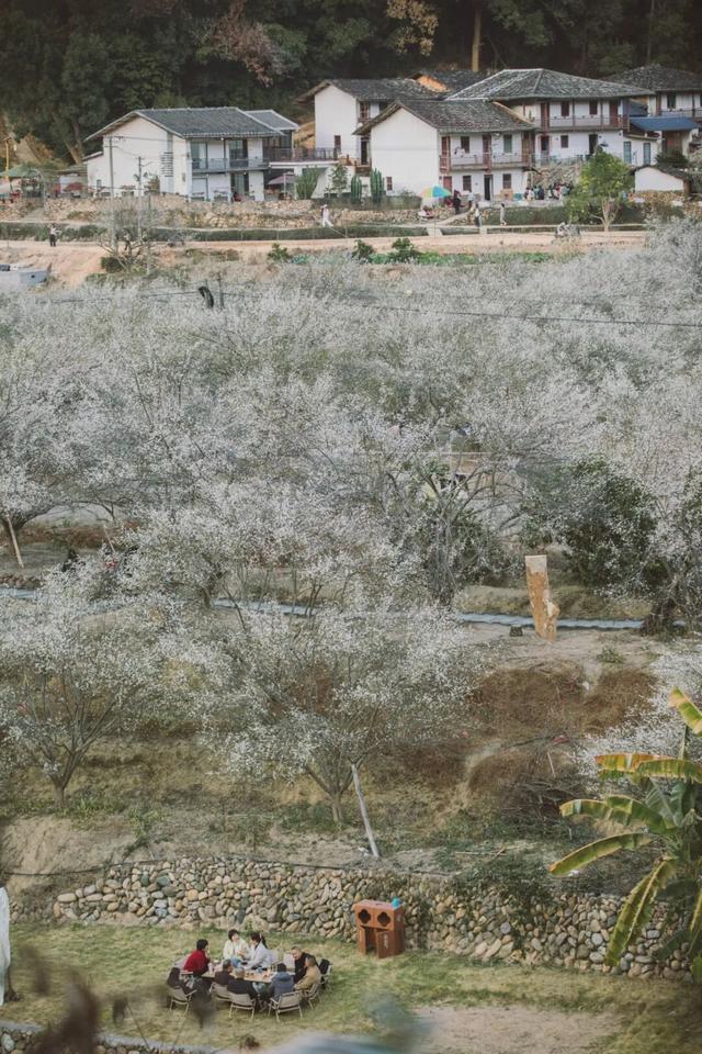 赏梅直奔福州这里，这片“雪海”太惊艳了！