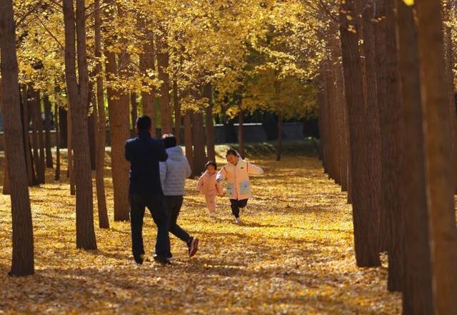 京城寻秋 | 银杏叶织金毯，古塔公园飘起“落叶雨”