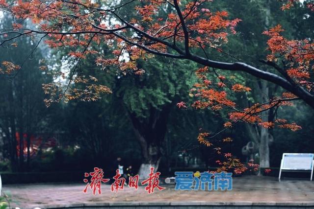 一年四季 泉在济南|细雨如丝，百花公园秋意朦胧