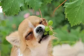 严重可能致死，这些水果千万别给狗狗吃图片